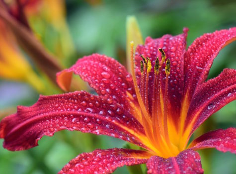 magenta lily with 8 petals and yellow center with water drops all over it