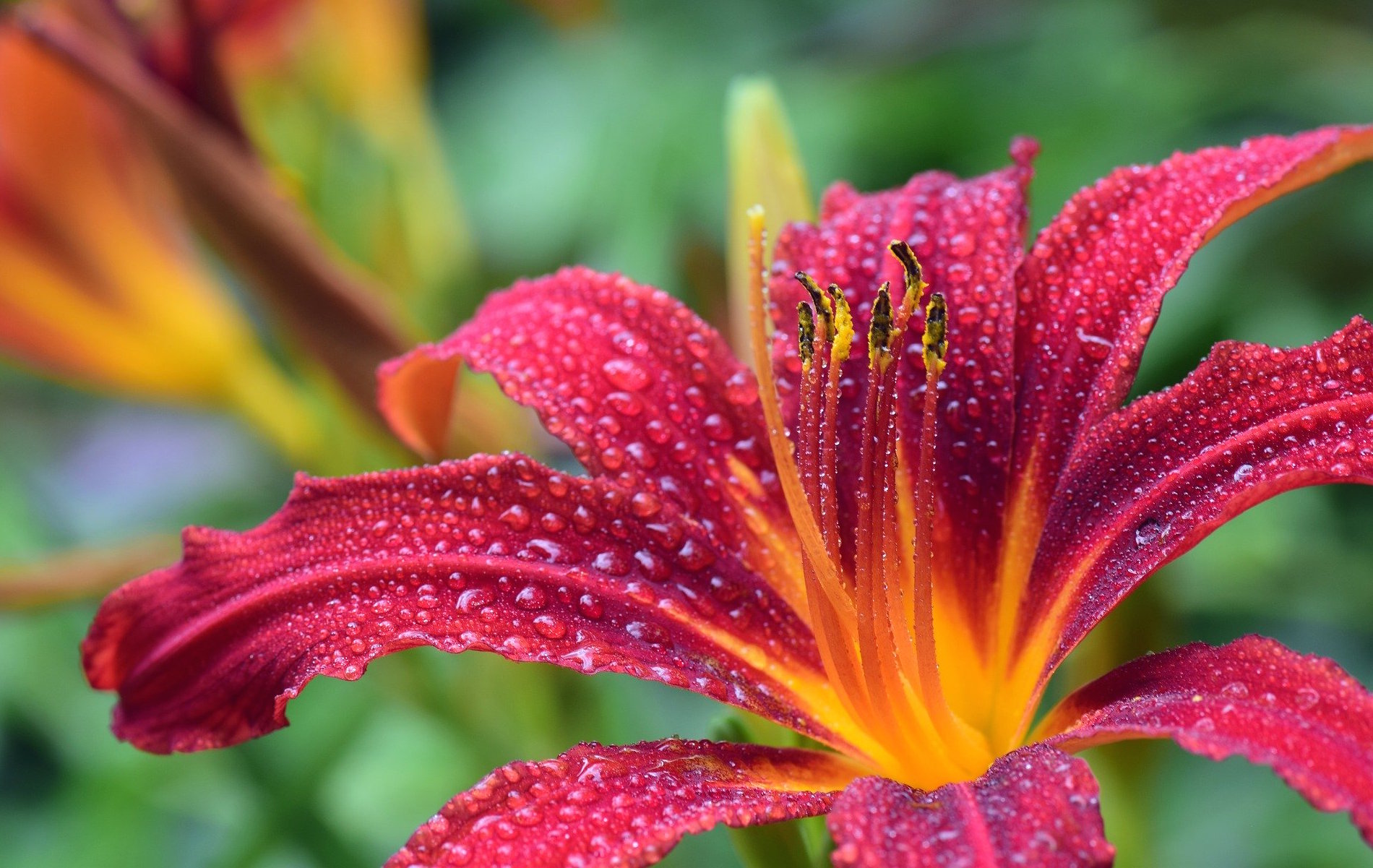 magenta lily with 8 petals and yellow center with water drops all over it