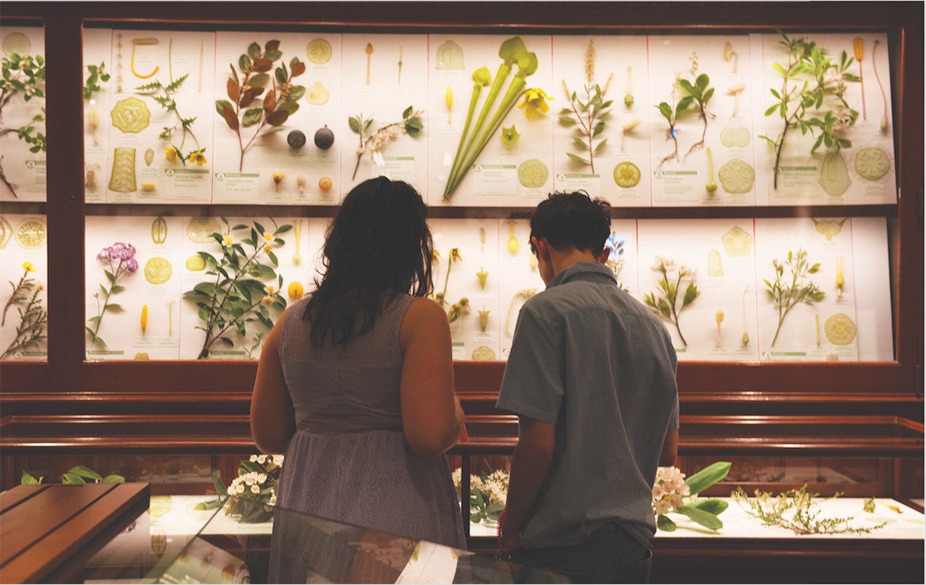 a woman on the left man on right both in silhouette in front a white framed exhibit of flowers, grasses and plants