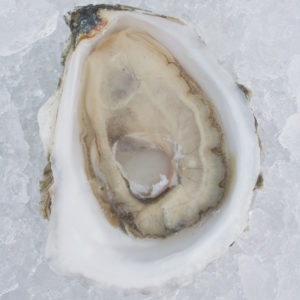 one light grey oyster open on ice 