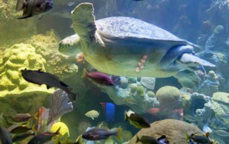 a sea turtle surrounded by colorful blue yellow pink and black fish in water that is blue green