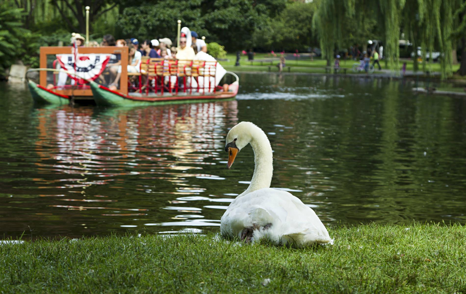 White swan lying on grass near lagoon with a swan boat paddling tourists in the background