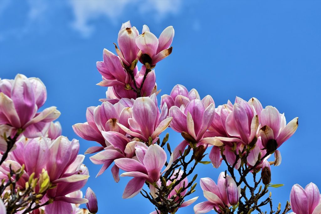 pink magnolia flowers on a branch with a blue sky in the background