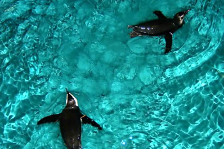 Close-up view of two black and white penguins swimming in rippling turquoise water