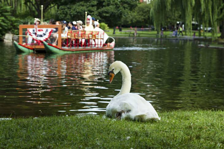 White swan lying on grass near lagoon with a swan boat paddling tourists in the background