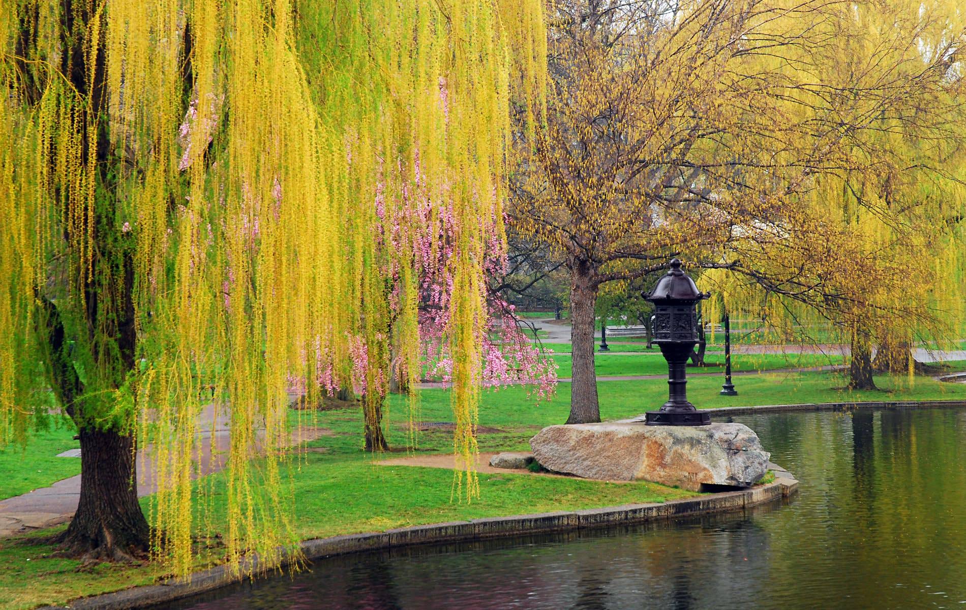 Japanese black lantern near lagoon and yellow weeping willow