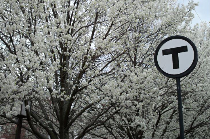 Several white flowering trees with a glimpse of blue skies in the background