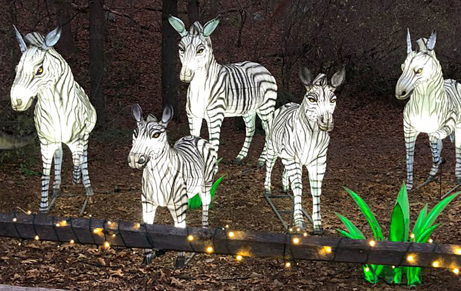 5 illuminated white zebras in dark field.