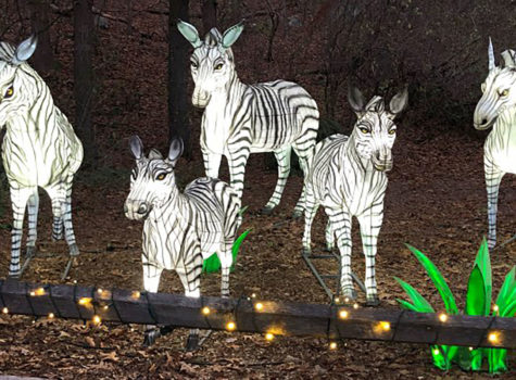 5 illuminated white zebras in dark field.