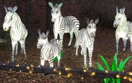 5 illuminated white zebras in dark field.